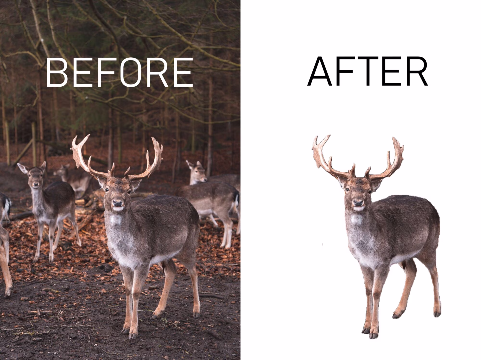 Before and after: original photo next to the same image with the background removed